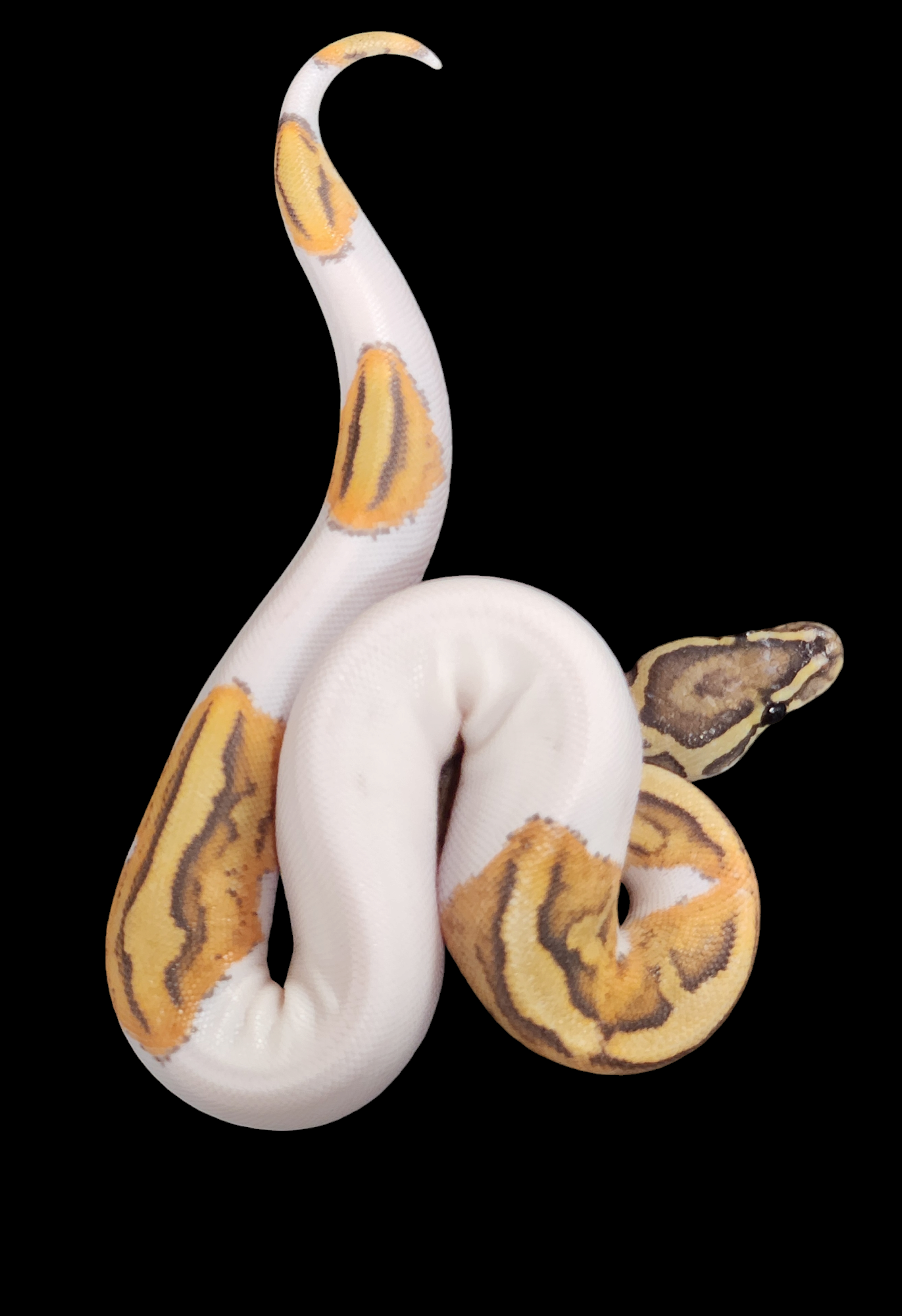 Female ghost pied