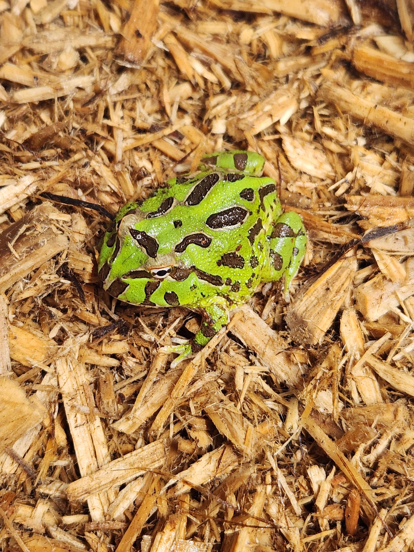 Green pacman frogs