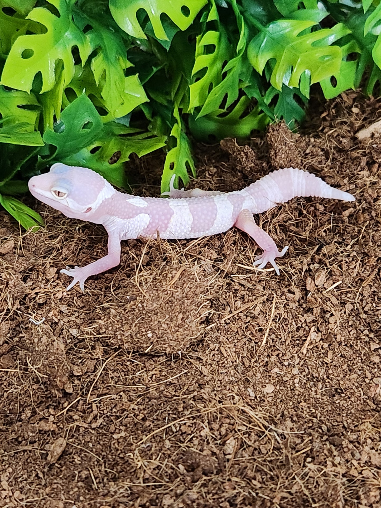 Albino leopard gecko