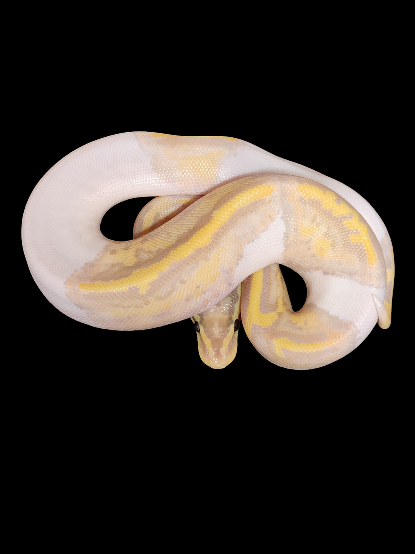 Female pastel banana pied