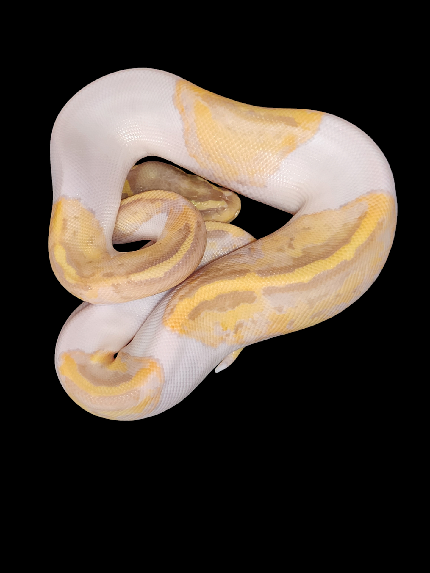 Female pastel banana pied