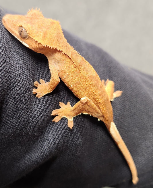 Baby red phantom crested geckos