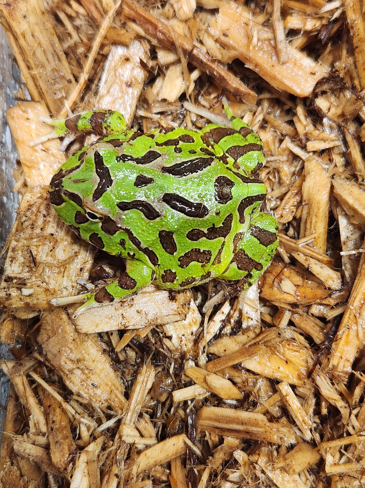 Green pacman frogs