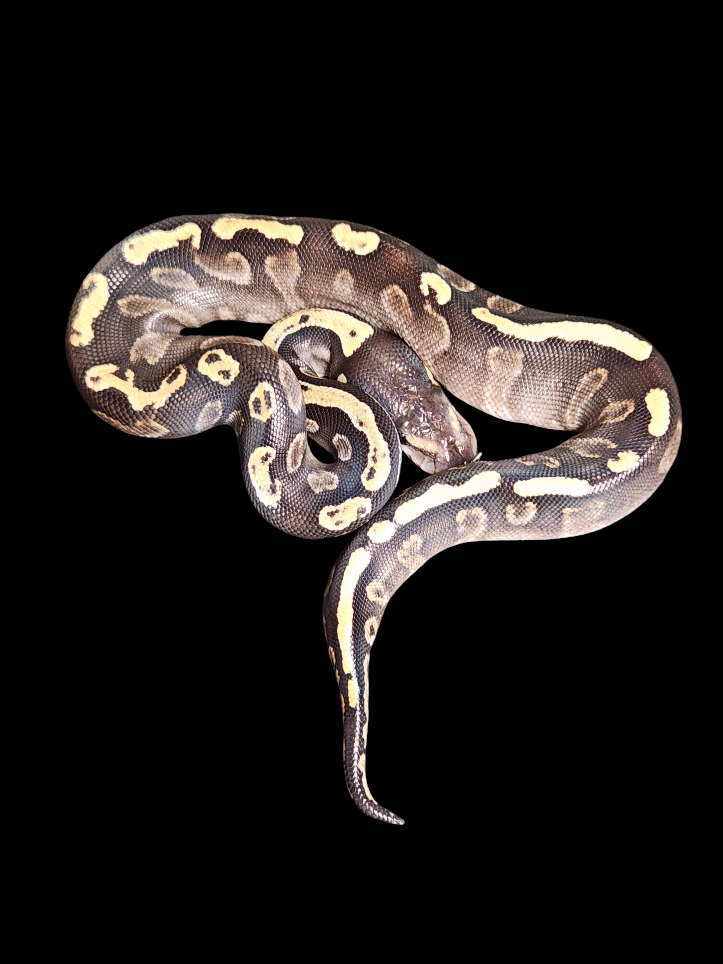 Female ghi mojave