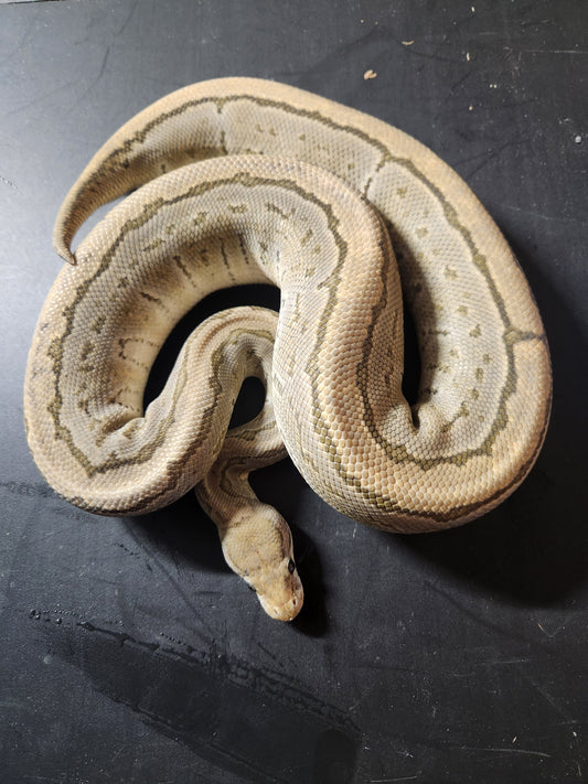 Female ghost pinstripe 1100 grams