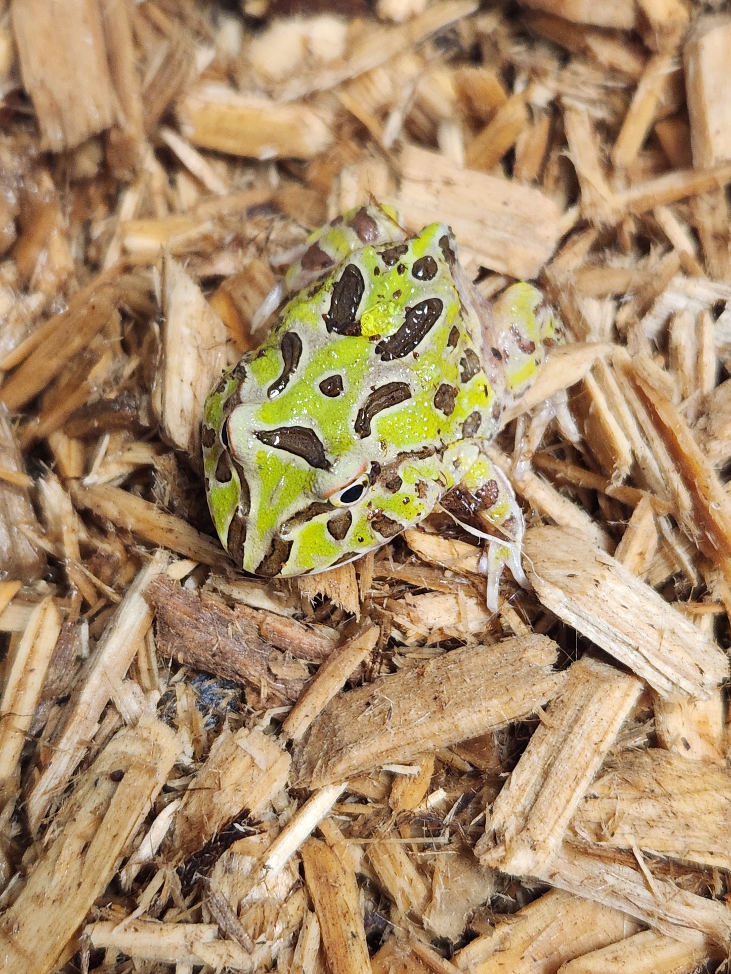 Green pacman frogs