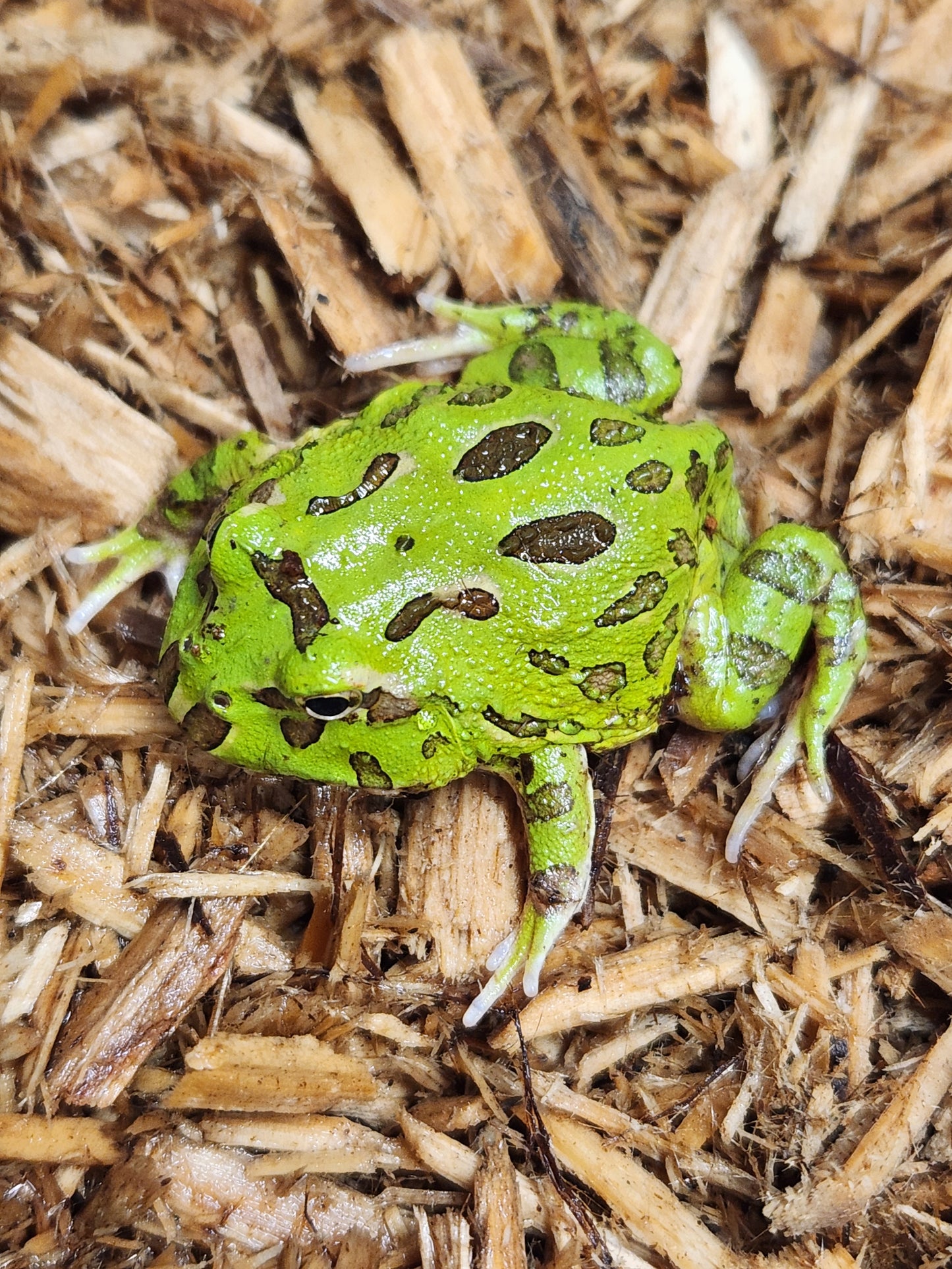 Green pacman frogs