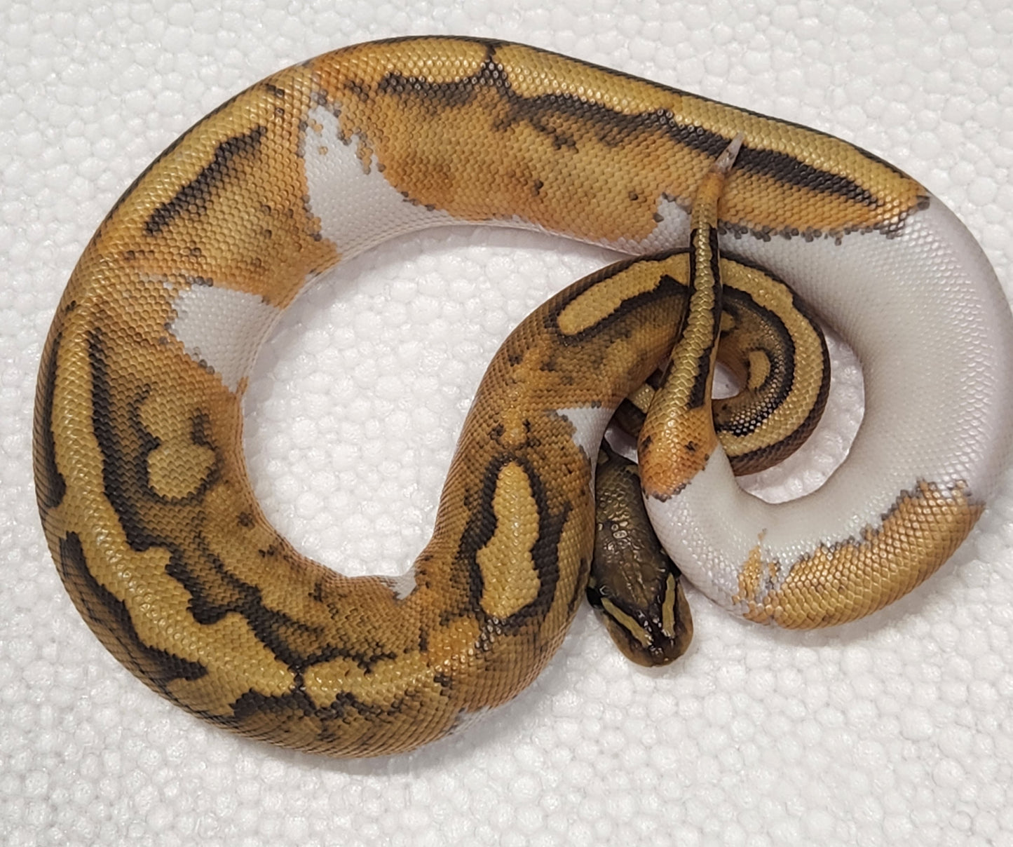 Female ghost pied