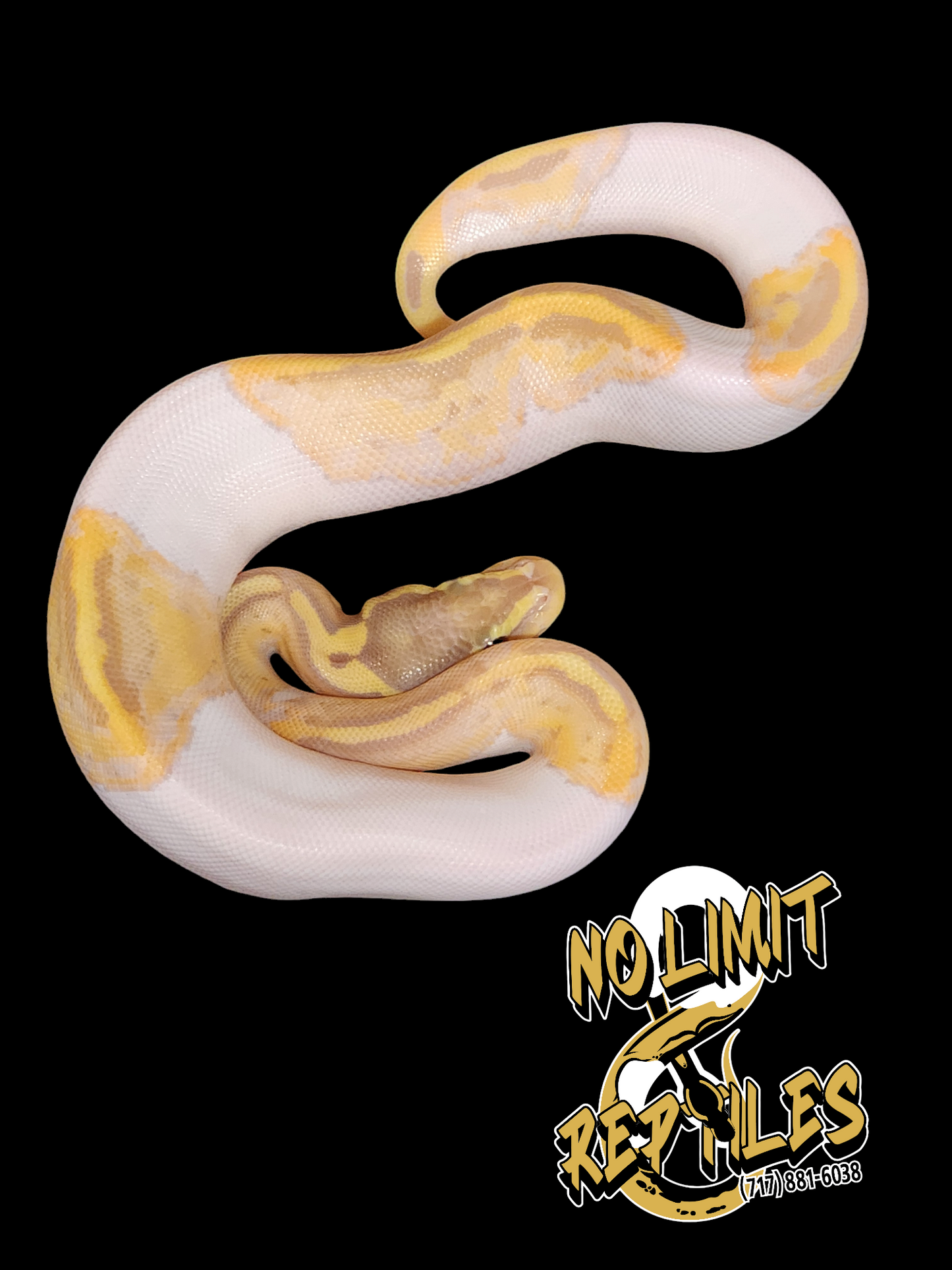 Female pastel banana pied