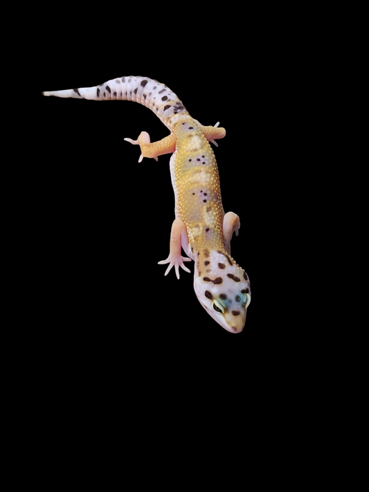 Leopard geckos