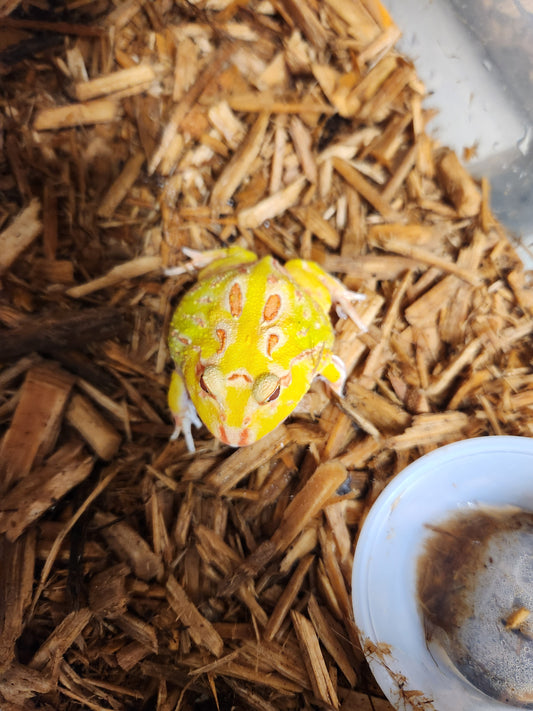 Albino pacman frogs