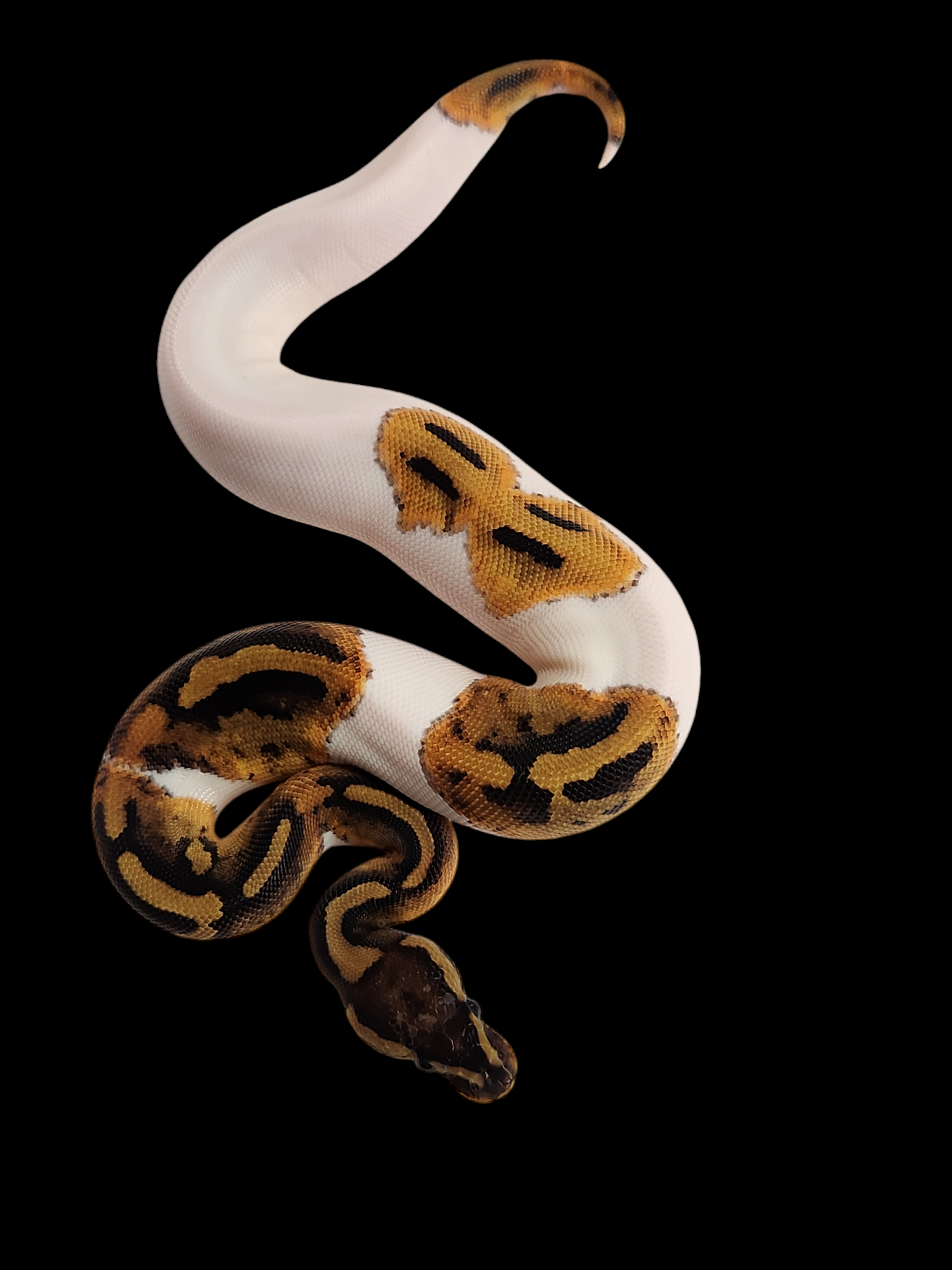 Female od pied