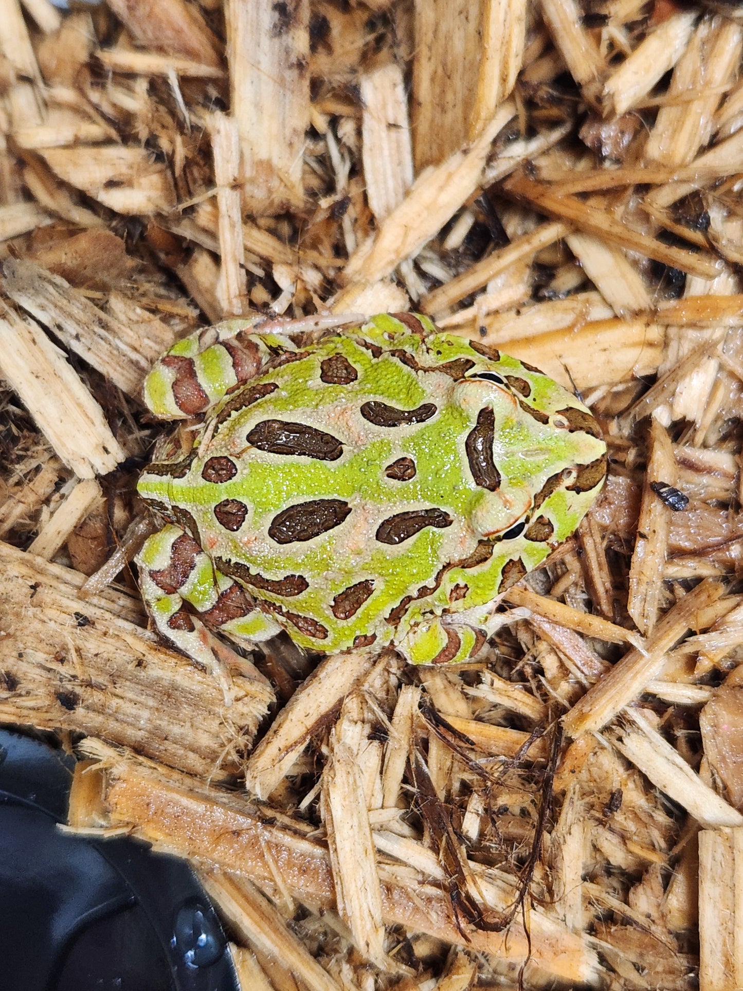 Green pacman frogs