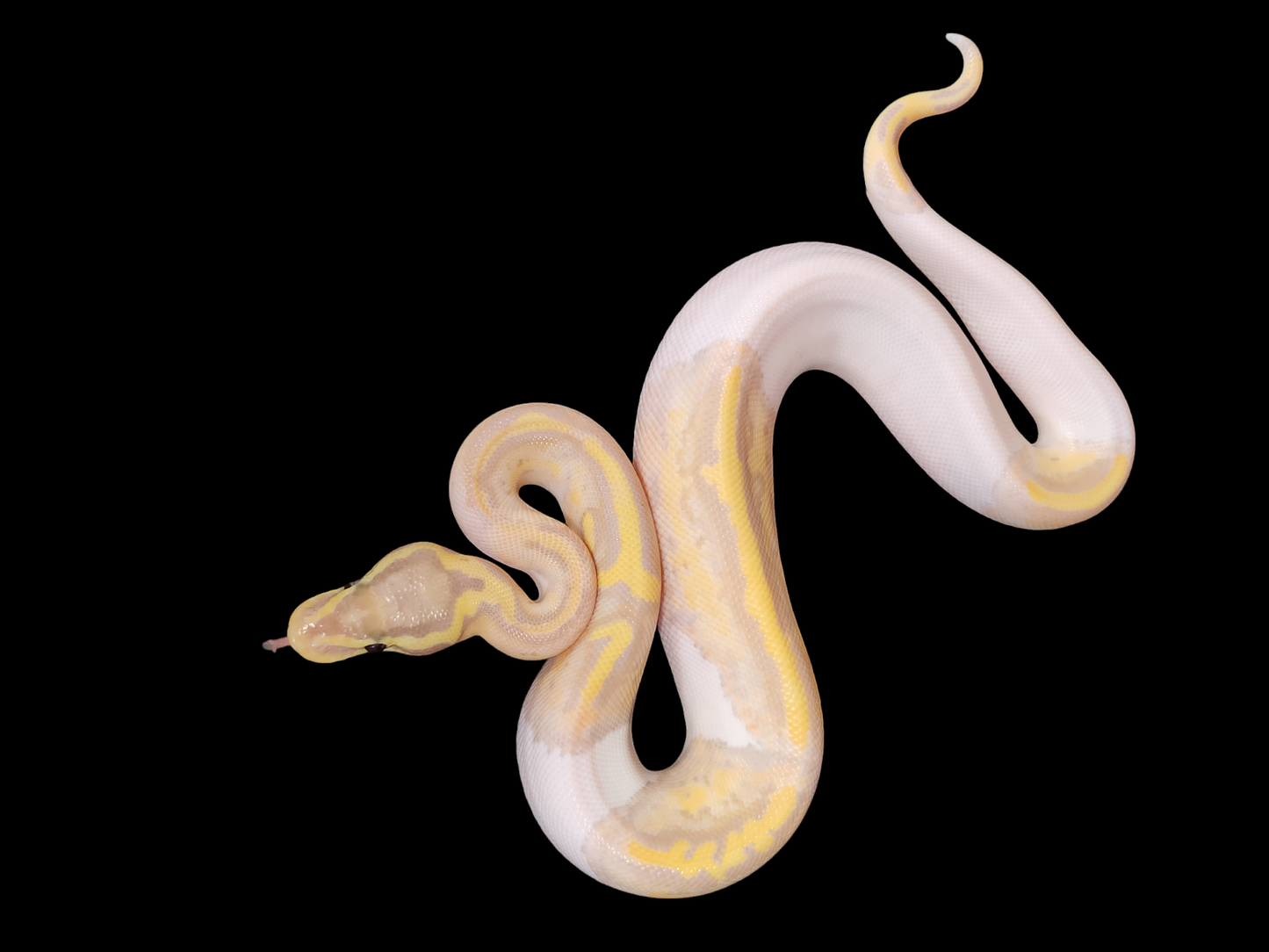 Female pastel banana pied