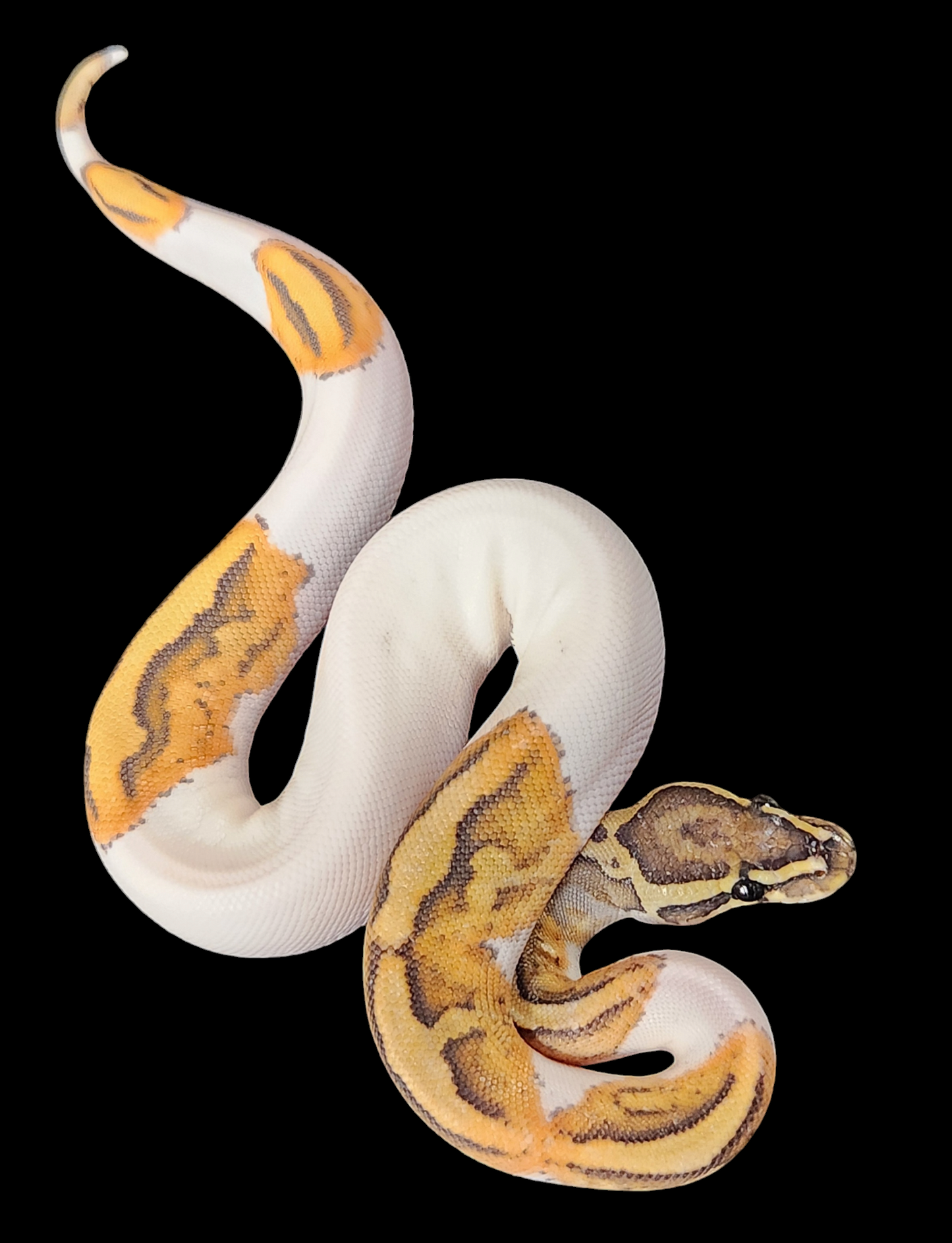 Female ghost pied