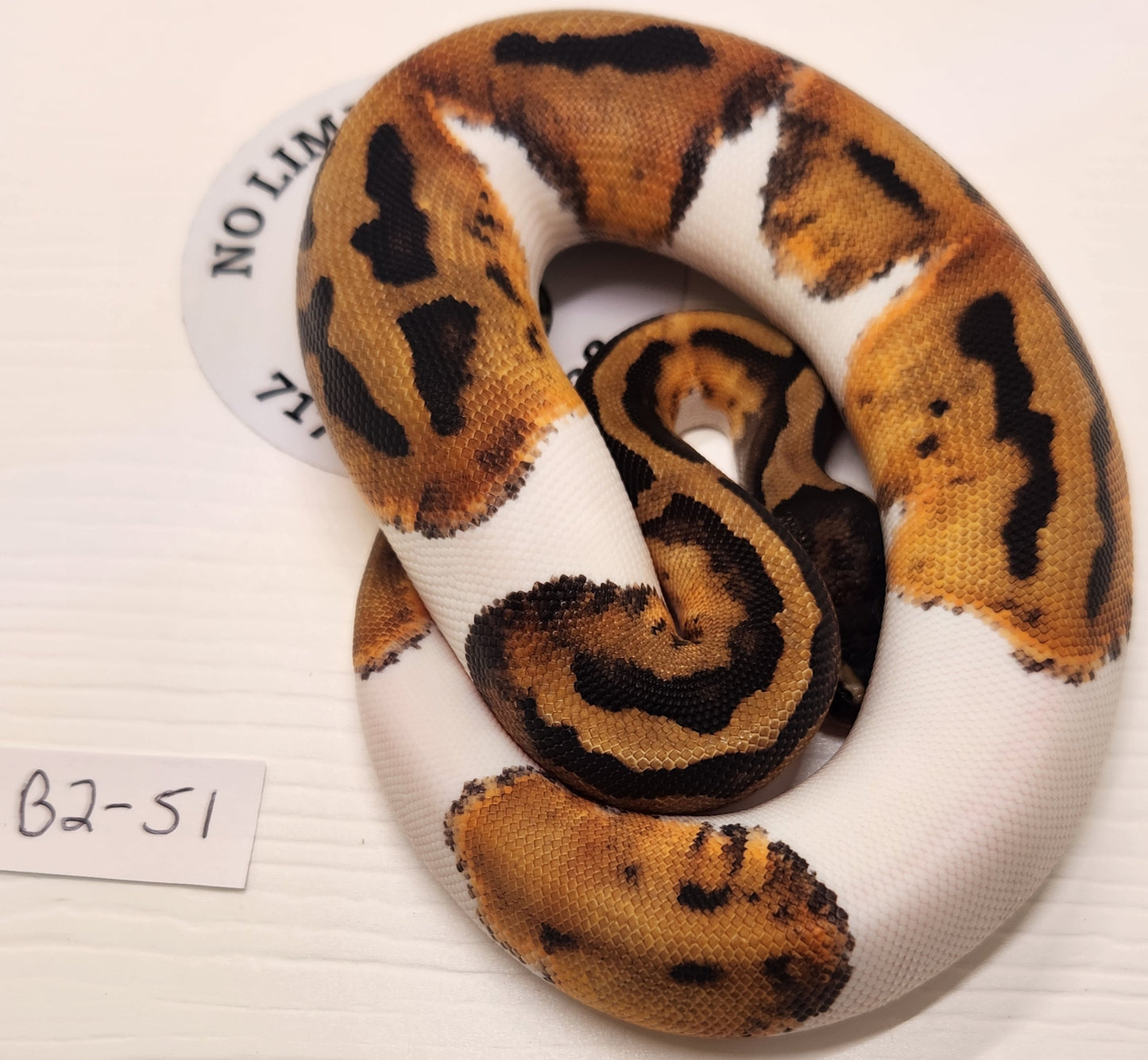 Female pied het vpi het albino b2-51