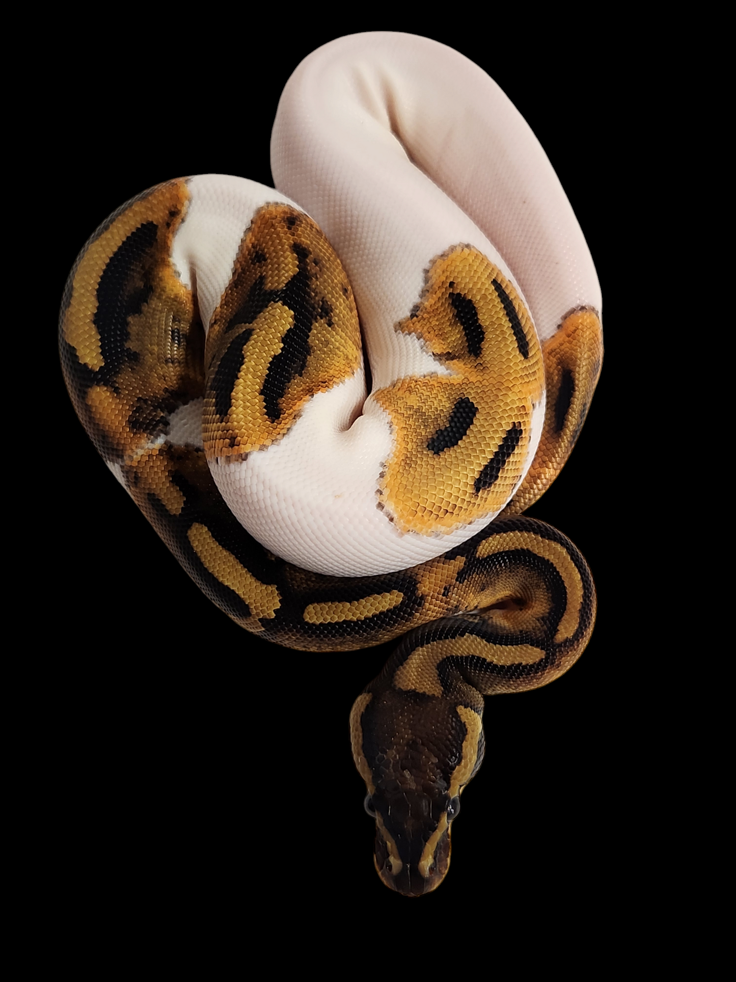 Female od pied