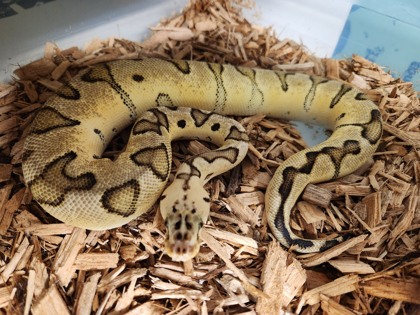 Female clown pastel enchi yellow belly