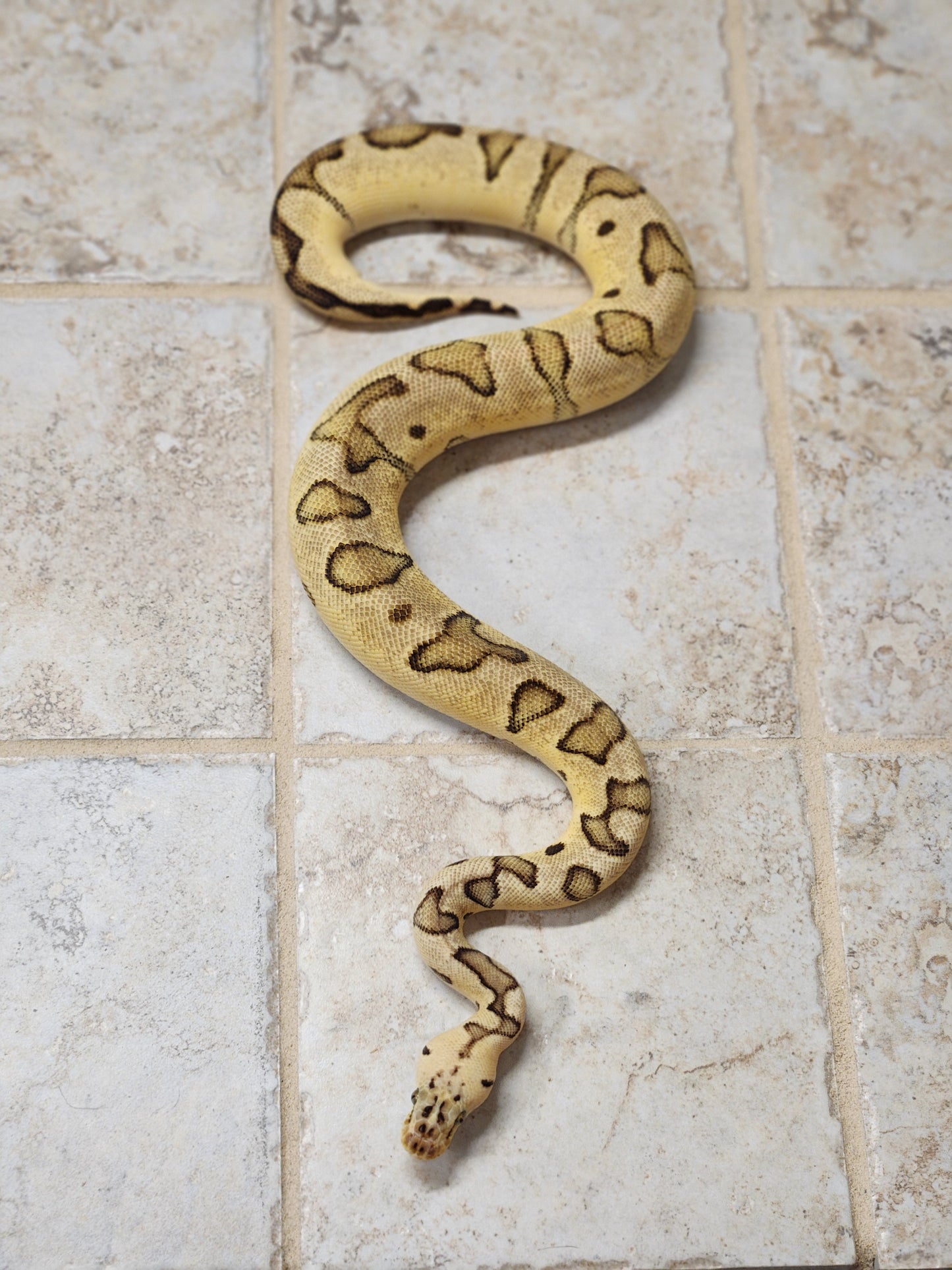 Female clown pastel enchi yellow belly