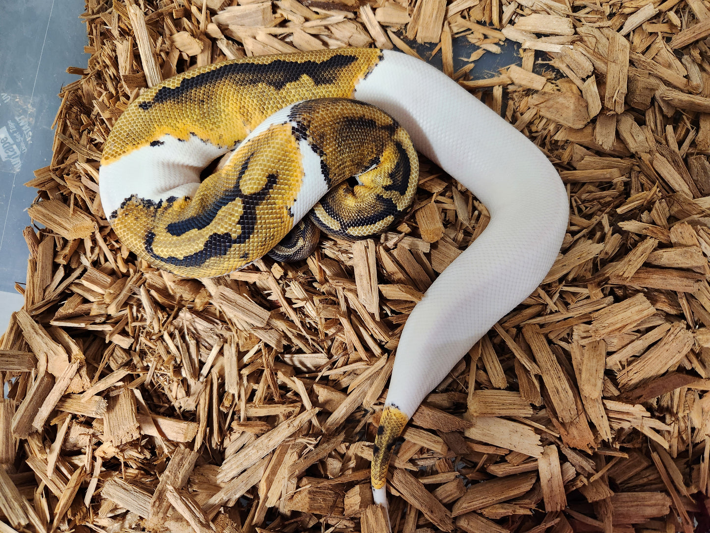 Female pied