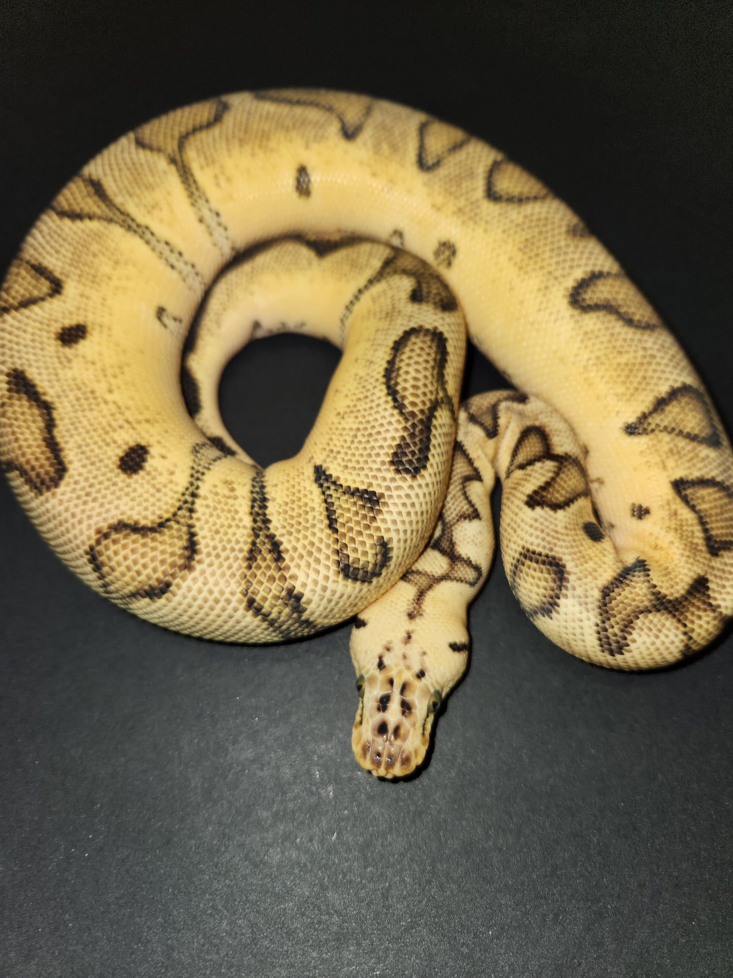 Female clown pastel enchi yellow belly