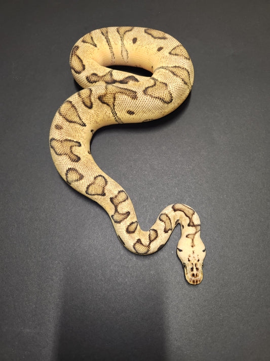 Female clown pastel enchi yellow belly